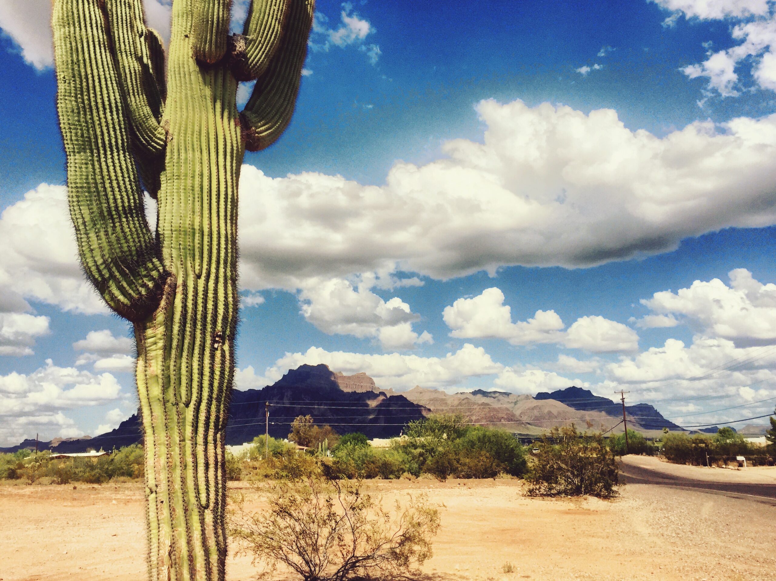 Saguaro with mountains IMG_2207